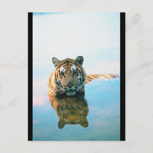 tijger zwemmen briefkaart (Voorkant)