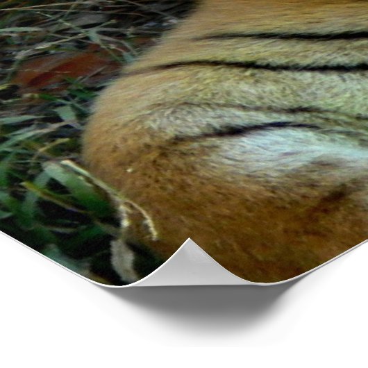 Tijgerblik  poster (Hoek)