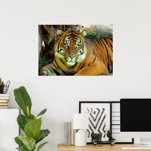 Tijgerblik  poster (Thuiskantoor)