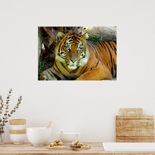 Tijgerblik  poster (Keuken)