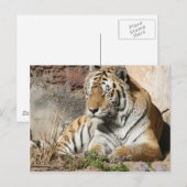 tijgerdierentuindieren briefkaart (Voorkant / Achterkant)