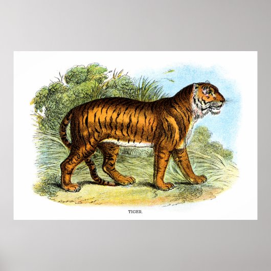  tijgerdierillustratie poster (Voorkant)