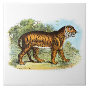 tijgerdierillustratie tegeltje