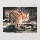 Tijgerdoorstromingsstroom Briefkaart (Voorkant)