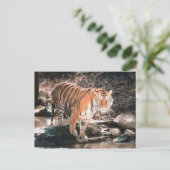 Tijgerdoorstromingsstroom Briefkaart (Staand voorkant)