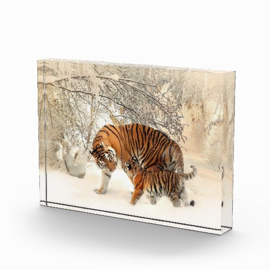 Tijgerfamilie in winterlandschap fotoblok (Rechts)