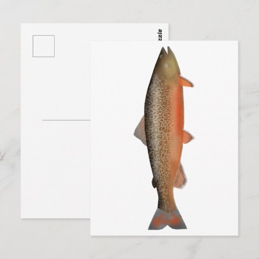 tijgerforel briefkaart (Voorkant / Achterkant)