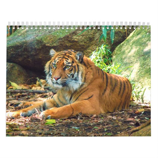 Tijgerfoto's 12 maanden kalender (Hoes)
