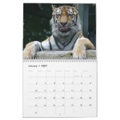 Tijgerfoto's 12 maanden kalender (Jan 2027)