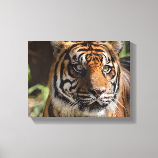 tijgergezicht canvas afdruk (Voorkant)