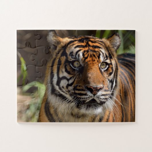tijgergezicht legpuzzel (Horizontaal)