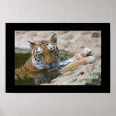 tijgergezicht poster (Voorkant)