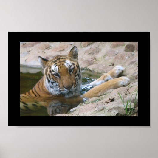 tijgergezicht poster (Voorkant)