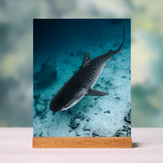 Tijgerhaai Onderwater Fotografie Ocean Scene Acryl Bord (Neutraal)