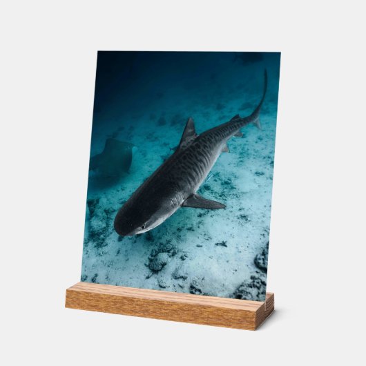 Tijgerhaai Onderwater Fotografie Ocean Scene Acryl Bord (Hoek)
