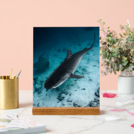 Tijgerhaai Onderwater Fotografie Ocean Scene Acryl Bord