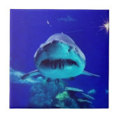 Tijgerhaai Tegeltje (Voorkant)