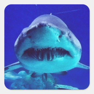 Tijgerhaai Vierkante Sticker