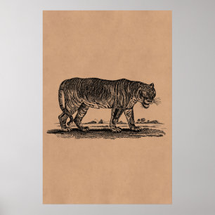  tijgerillustratie - Afrikaanse tijgers van 1800 Poster