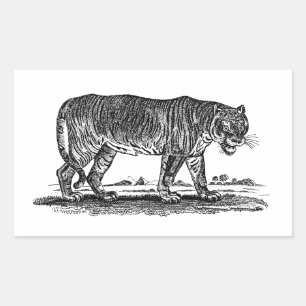 tijgerillustratie - Afrikaanse tijgers van 1800 Rechthoekige Sticker
