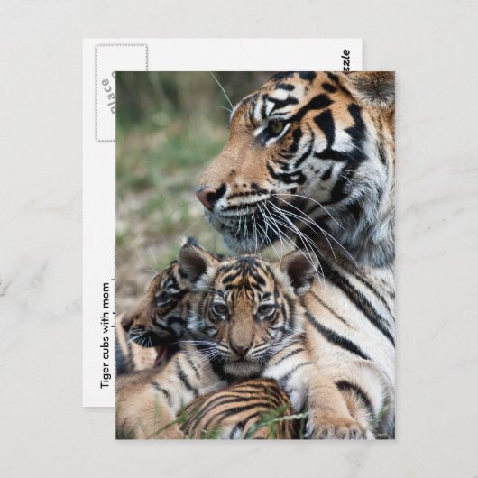 Tijgerknollen Briefkaart (Voorkant / Achterkant)