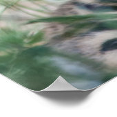 Tijgerknollen Poster (Hoek)