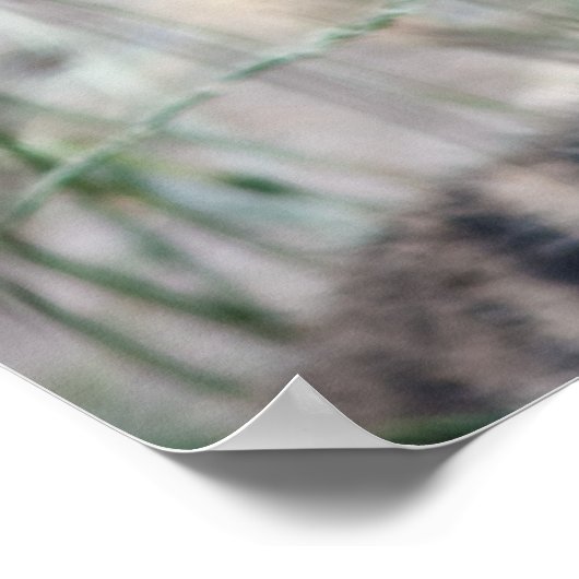 Tijgerknollen Poster (Hoek)