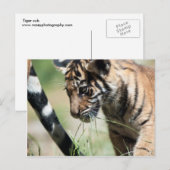 Tijgerkub Briefkaart (Voorkant / Achterkant)
