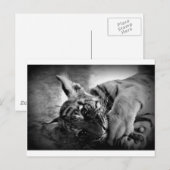 Tijgerkub Briefkaart (Voorkant / Achterkant)