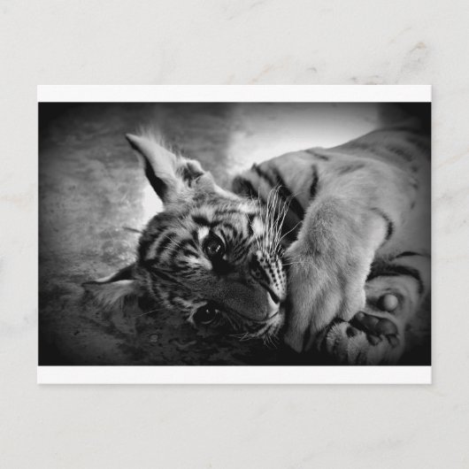 Tijgerkub Briefkaart (Voorkant)