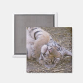 Tijgerkub Magneet (Voorkant / Achterkant)