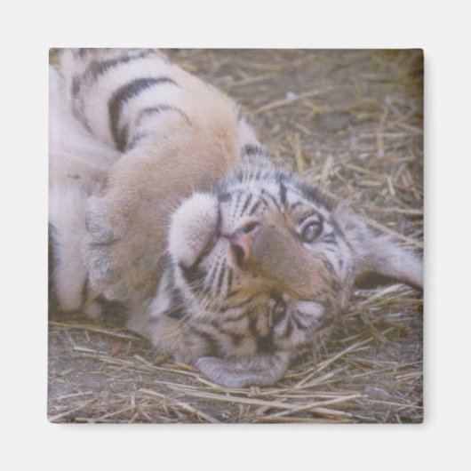 Tijgerkub Magneet (Voorkant)