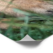 Tijgerkub Poster (Hoek)