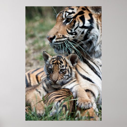 Tijgerkub Poster (Voorkant)