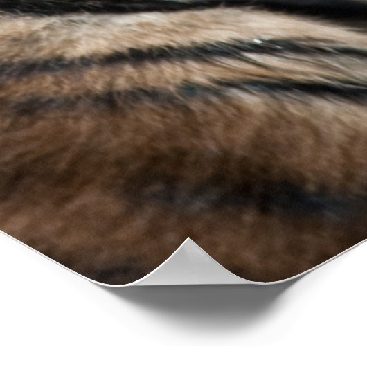 Tijgerkub Poster (Hoek)