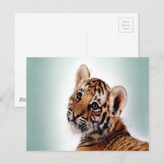 Tijgerkuil Briefkaart (Voorkant / Achterkant)