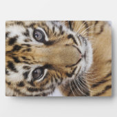 Tijgerkuil Fotoplaat (voorkant)