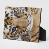 Tijgerkuil Fotoplaat (Zijkant)