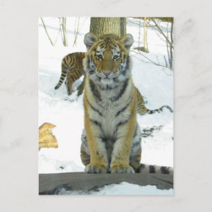 Tijgerkuil in sneeuwportret briefkaart
