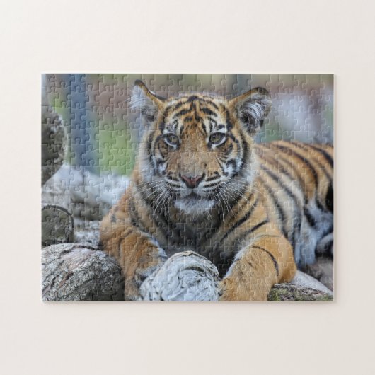 Tijgerkuil Legpuzzel (Horizontaal)
