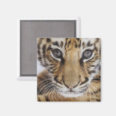 Tijgerkuil Magneet (Voorkant / Achterkant)