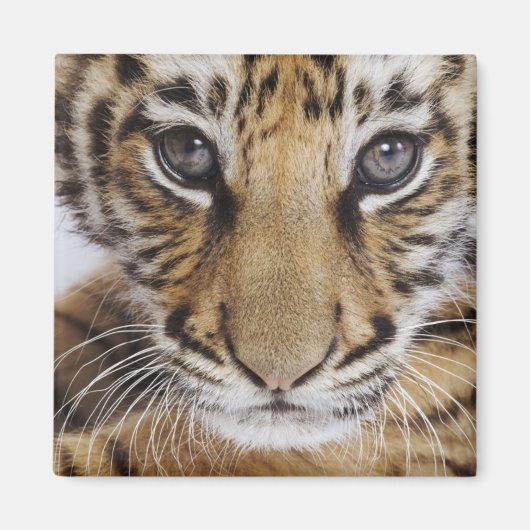 Tijgerkuil Magneet (Voorkant)