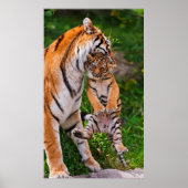 Tijgerkuil Poster (Voorkant)