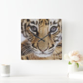 Tijgerkuil Vierkante Klok (Huis)