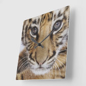 Tijgerkuil Vierkante Klok (Hoek)