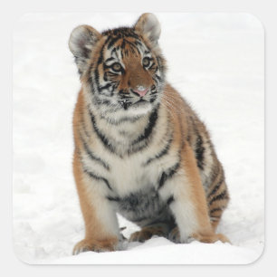 Tijgerkuil Vierkante Sticker