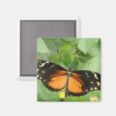 Tijgerlangwingvlinder-magneet Magneet (Voorkant / Achterkant)