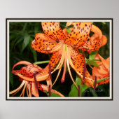 Tijgerlelie Bloem Tuin Poster (Voorkant)