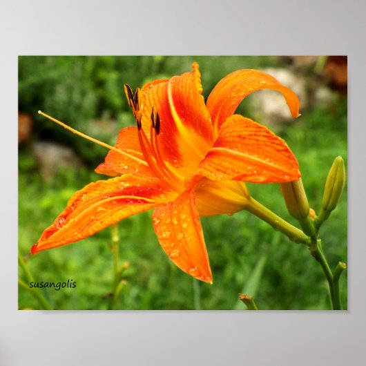 Tijgerlelie Botanische Waarde Poster (Voorkant)