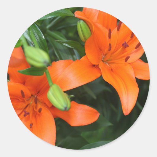 Tijgerlelie Ronde Sticker (Voorkant)